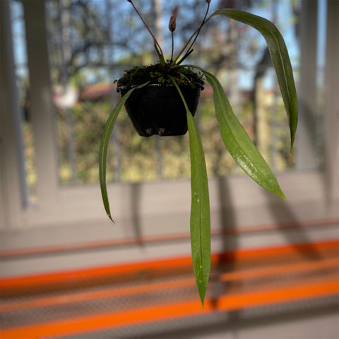 Anthurium vittarifolium