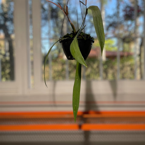 Anthurium vittarifolium