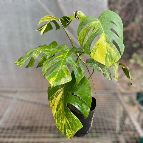 Monstera deliciosa 'áurea variegata' GRANDE