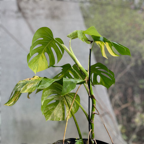 Monstera deliciosa 'áurea variegata' GRANDE