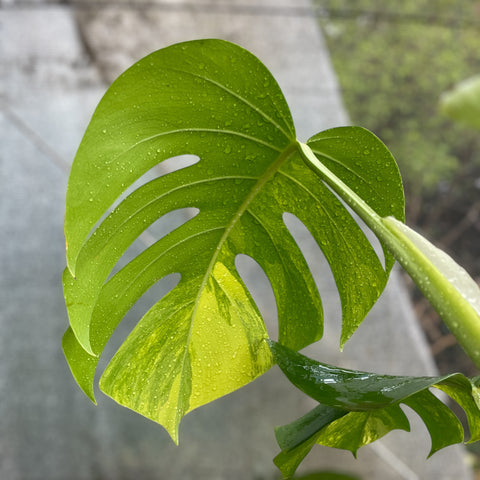 Monstera deliciosa 'áurea variegata' GRANDE