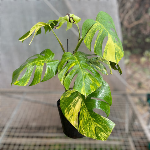 Monstera deliciosa 'áurea variegata' GRANDE
