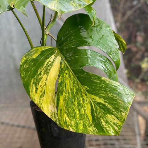Monstera deliciosa 'áurea variegata' GRANDE