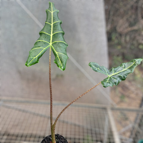Alocasia sarian M