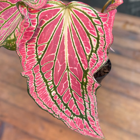 Caladium 'thai beauty'