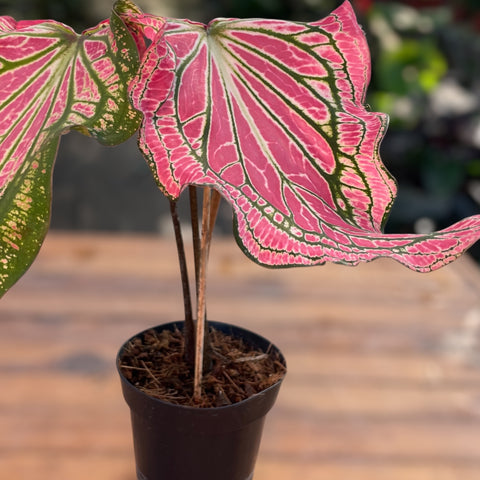 Caladium 'thai beauty'