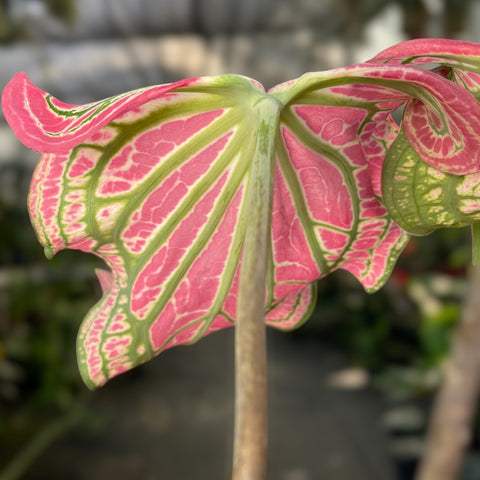 Caladium 'thai beauty'