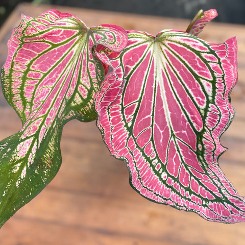 Caladium 'thai beauty'