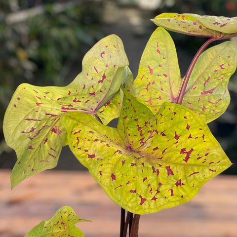 Caladium Yellow Leopardo