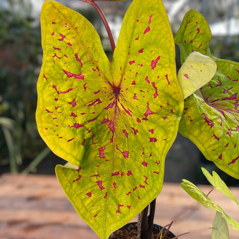 Caladium Yellow Leopardo