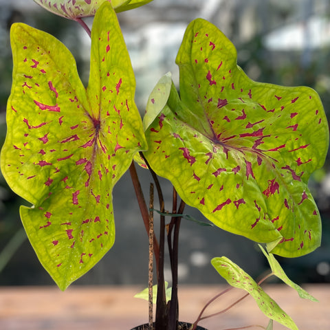 Caladium Yellow Leopardo