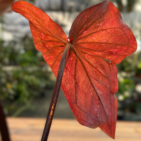 Caladium 'Dark Choco'
