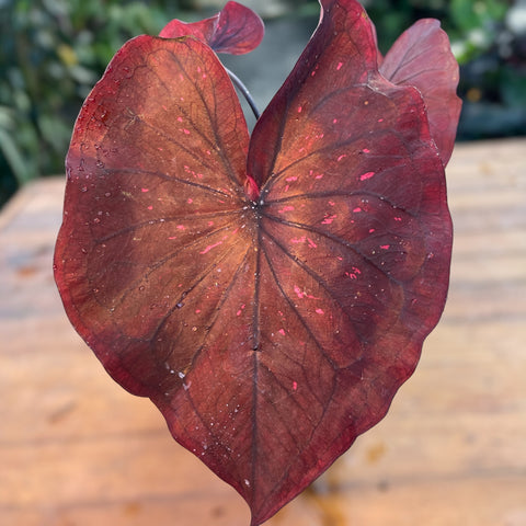 Caladium 'Dark Choco'