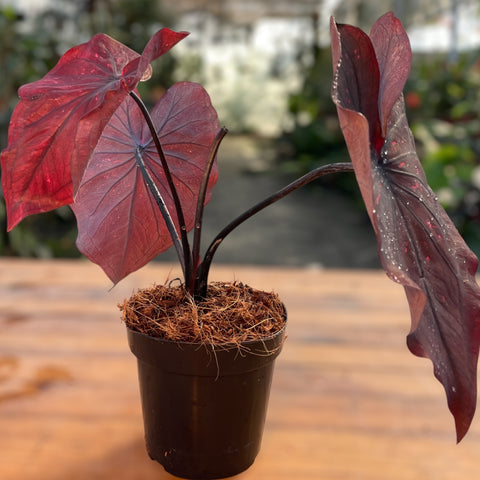 Caladium 'Dark Choco'