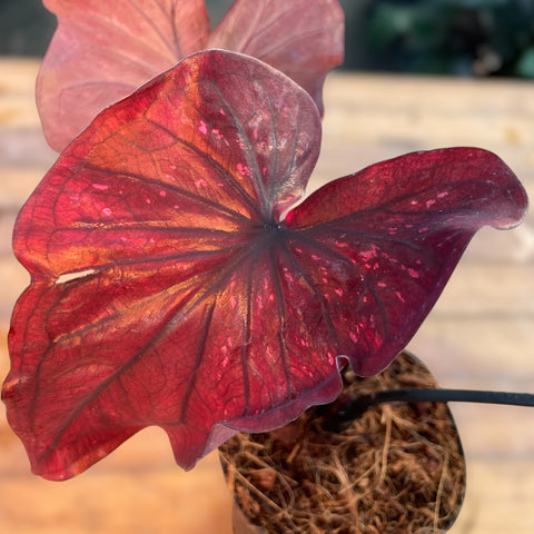 Caladium 'Dark Choco'