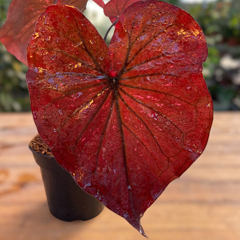 Caladium 'Dark Choco'