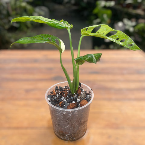 Monstera adansonii variegata