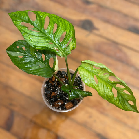 Monstera adansonii variegata