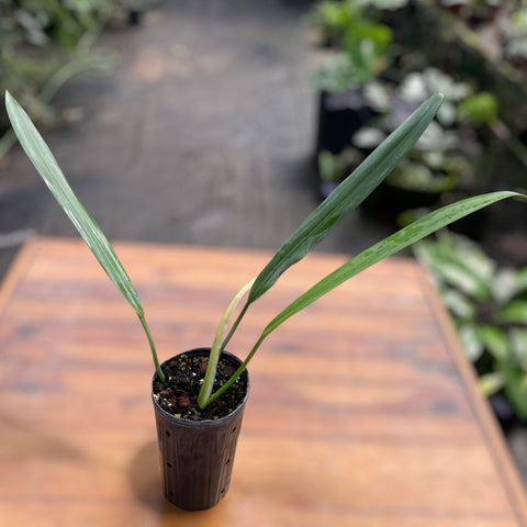 Philodendron alternans