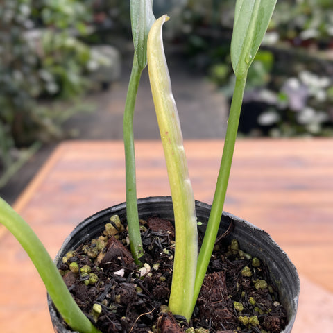 Philodendron alternans