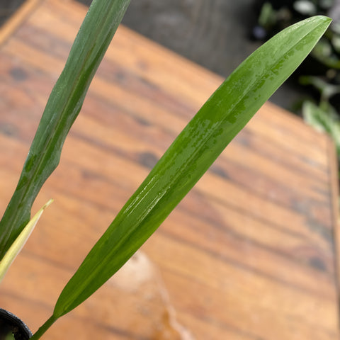 Philodendron alternans