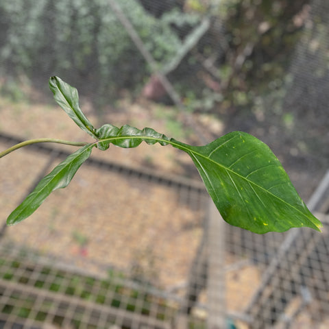 Philodendron 'Joepii'