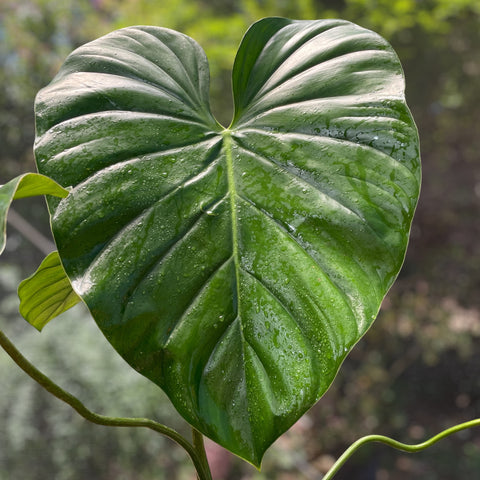 Philodendron aff. pastazanum