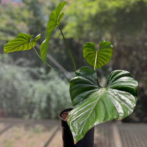 Philodendron aff. pastazanum