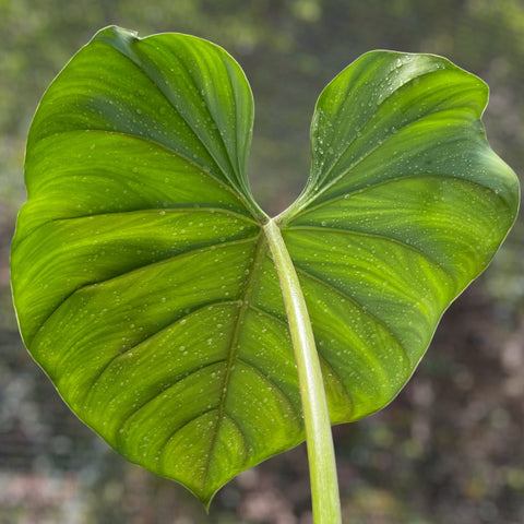 Philodendron aff. pastazanum