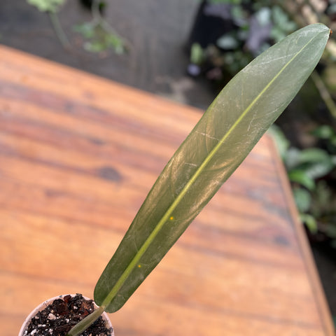 Philodendron Bicolor