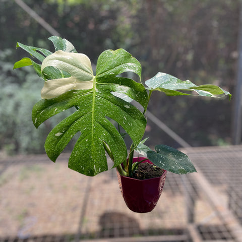 Monstera deliciosa 'Thai constellation'