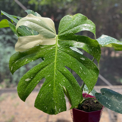 Monstera deliciosa 'Thai constellation'