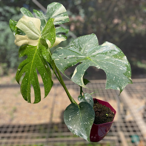 Monstera deliciosa 'Thai constellation'