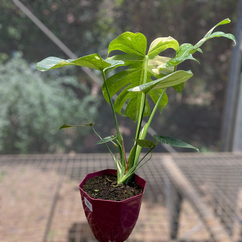 Monstera deliciosa 'Thai constellation'
