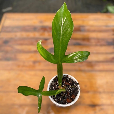 Philodendron Applanatum