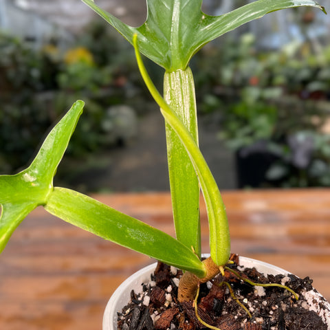 Philodendron Applanatum