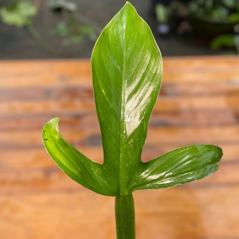 Philodendron Applanatum