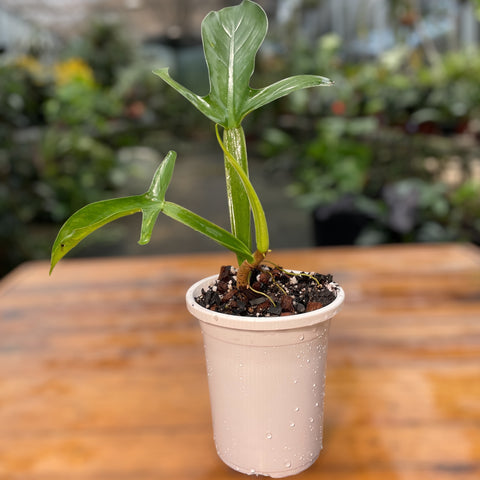 Philodendron Applanatum