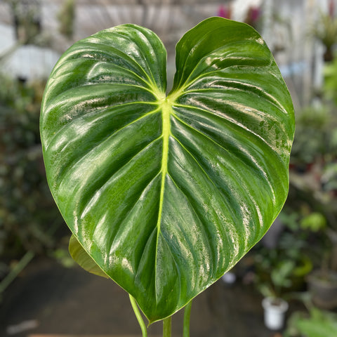 Philodendron Mcdowell