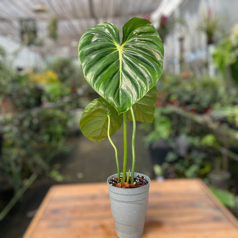 Philodendron Mcdowell
