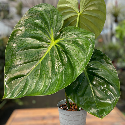 Philodendron Mcdowell