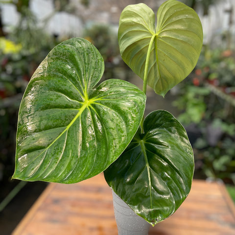 Philodendron Mcdowell