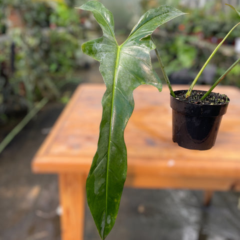 Philodendron Longilobatum