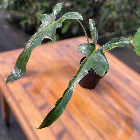 Philodendron Longilobatum