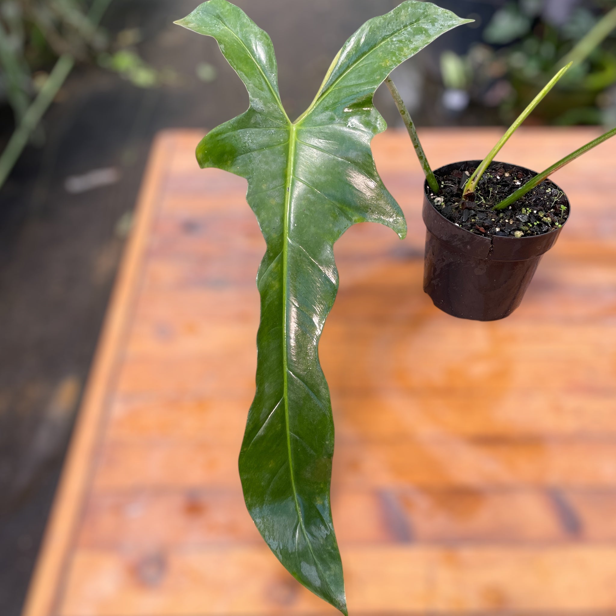 Philodendron Longilobatum – Entre Raízes Botânica