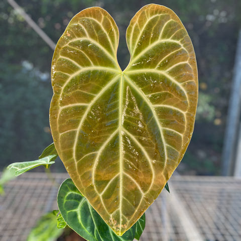Anthurium Botanic - variação 01