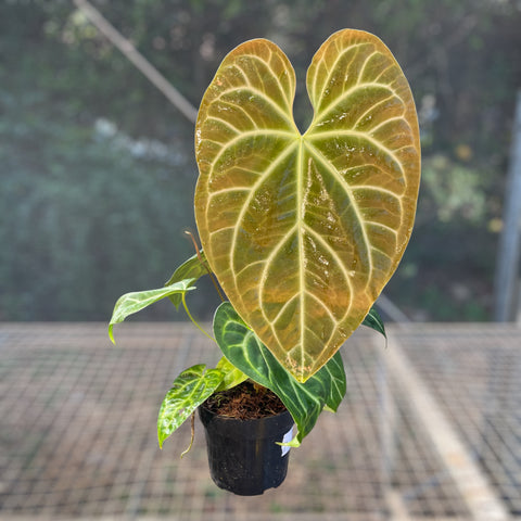 Anthurium Botanic - variação 01