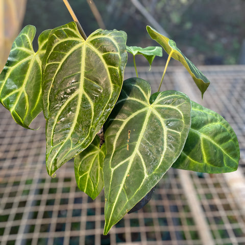 Anthurium Botanic - variação 01