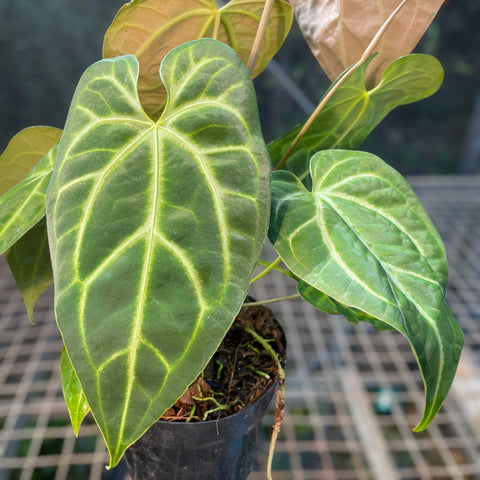 Anthurium Botanic - variação 01