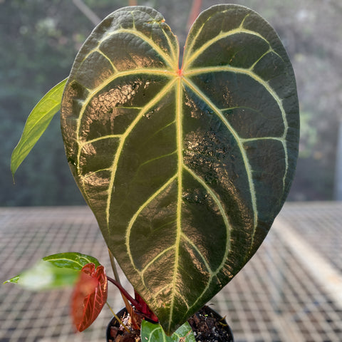 Anthurium Botanic - variação 02